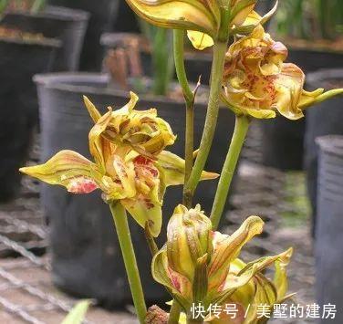 兰花:如果你喜欢兰花就养它,亲民不傲娇