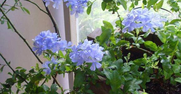 慎养|这种花天天猛晒,一盆开花千百朵,家里采光不好的“慎养”!