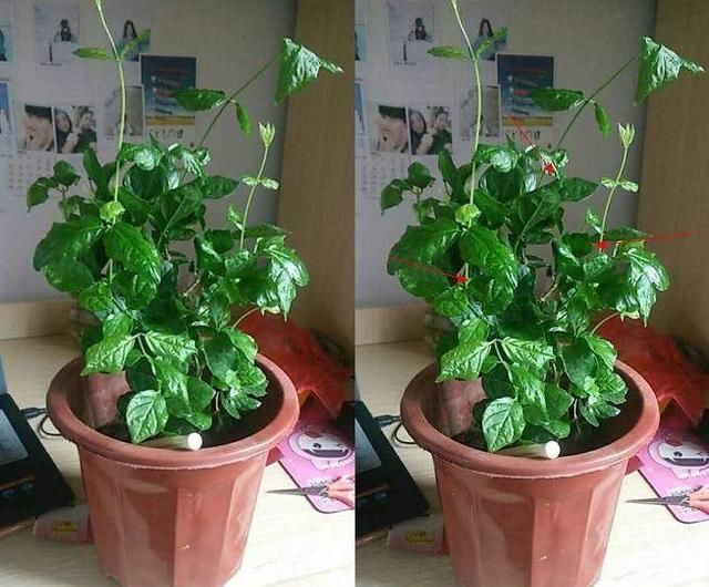 光照:花儿又细又长,徒长怎么办?简单3招,长得更快更壮颜值高
