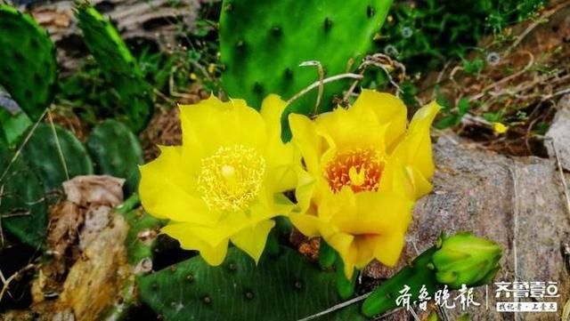  颜值|仙人掌花开见过吗？颜值也很高