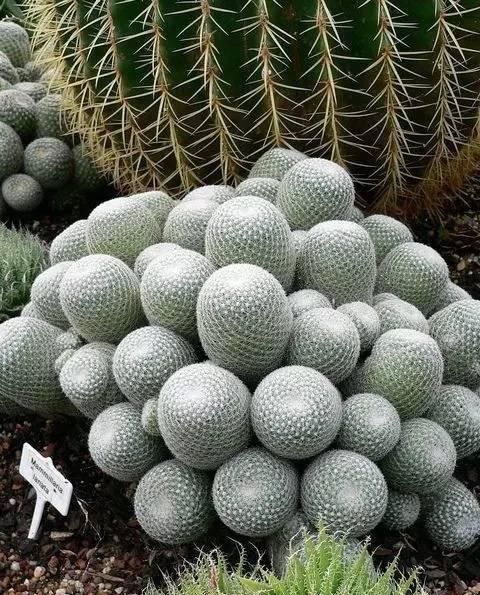  『盆栽』常见12种植物养成不可思议的盆栽！
