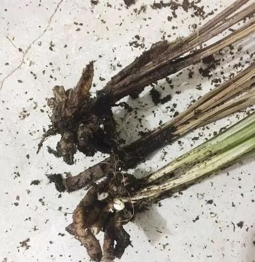  「天冒白」?小偏方：兰花烂根不要扔，用它捂一捂，15天冒白根，30天长新芽