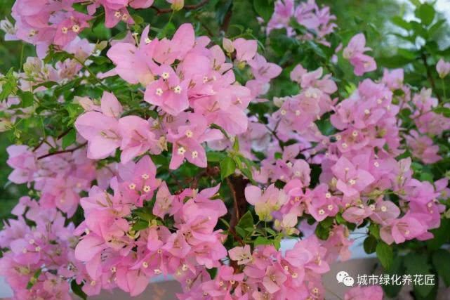  「发根」三角梅老桩头假植发根长出了密密麻麻的细叶怎么办？抹芽先壮根