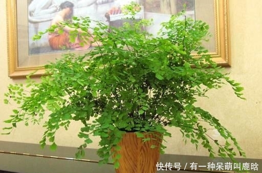 【湿润】春季“3种花”养家里,净化空气除干燥,空气清新又湿润,超舒服