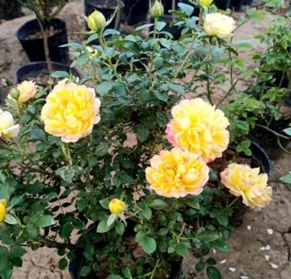  「蟹爪兰」想让盆栽植物根壮叶绿花多?用发酵粉就能实现!