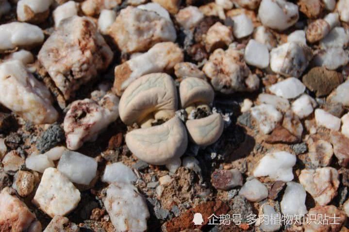  『日常』日常养多肉的小经验，这个春天你可别再发愁多肉怎么养！