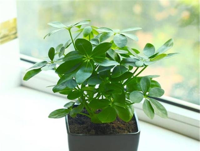  植物@夏天高温，再不注意这些，你的花卉可能就只剩盆了！