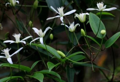  花钱：农村这种“祛风湿”植物好用不花钱，开着五瓣小白花，你