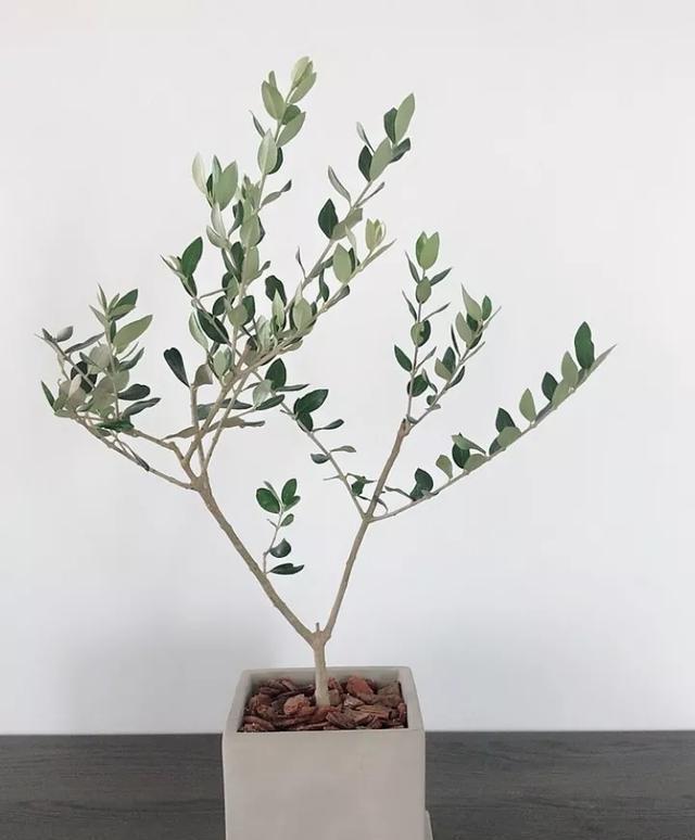 『绿萝』20种名贵耐阴花,比绿萝好养,摆客厅名贵又有范儿!