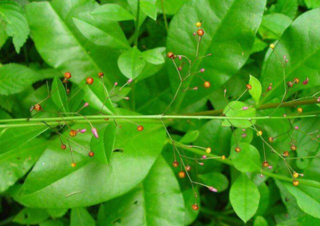  当做|这种草上个世纪被当做“喂猪草”如今被称为人参，药用价值