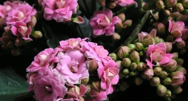  【发黑】长寿花的花朵没有开放，就开始萎蔫、发黑，多是“肥害”惹的祸