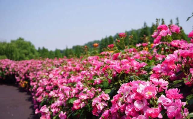 『亮眼』月季盛开,引爆申城初夏浪漫,“安吉拉”月季花墙更亮眼