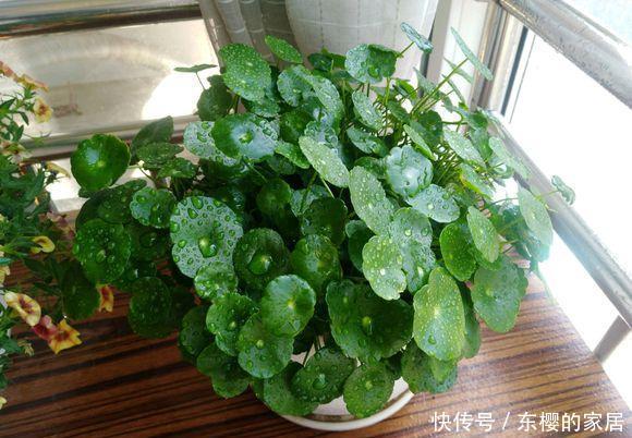 油绿■铜钱草叶子小?简单“2招”,叶油绿,越长越多,长成“小荷叶”