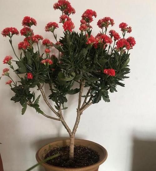  【长寿花养成】如何养护长寿花盆栽能开花多？将枝干剪一剪，老桩照样多开花