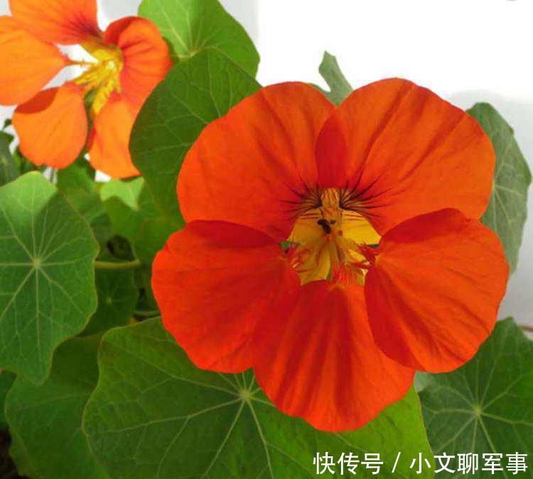 想养■想养棵不浇水都开爆的花?那非旱金莲莫属,适合总忘浇水的你