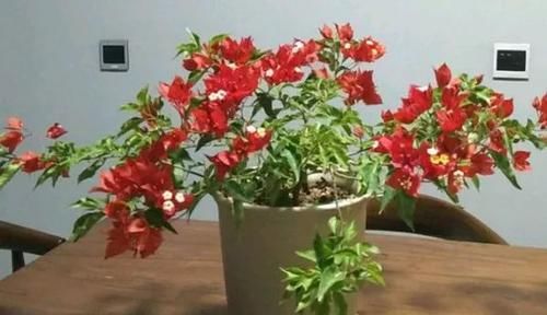  『品种』三角梅开花超好看的8个品种，开花持续280天，还不来养一盆？