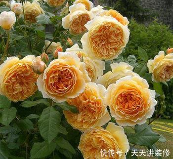 艳丽@喜欢在家中养护花卉,就选择花色艳丽,花朵硕大的3种花卉,优雅