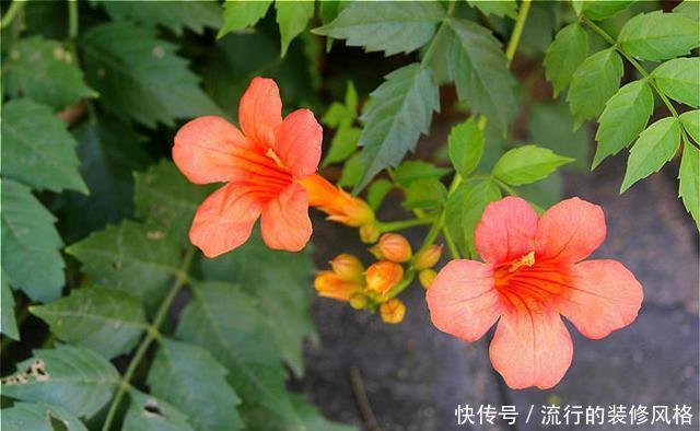  能力|一种花攀爬能力强，名叫凌霄花，现在种一棵轻松养出花墙
