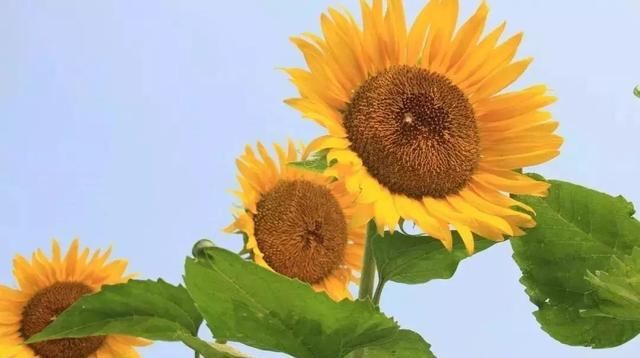 黄金九月楼观的花海开啦！赏花海、品花宴，全都不能错过！