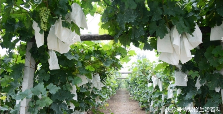 以前农村流行在家门口种植葡萄，现在却很少人种植，这是为何？