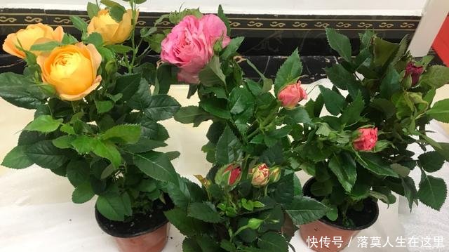 glevel_3"春天换盆季,3个情况需谨慎,不然换一盆死一盆