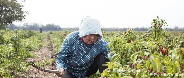 农村多地滞销，十万斤烂地里，5毛一斤贱卖，心酸明年不种了