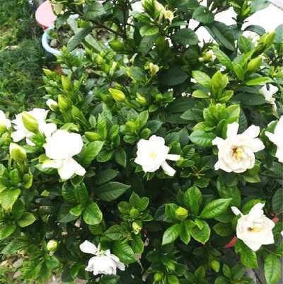  『移栽栀子花』养栀子花，一是浇水二是换盆，这两点做好，叶片绿油油，花苞长满