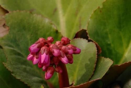  良药■城里这观赏植物，药农却称它为“止咳良药”，25元一斤很