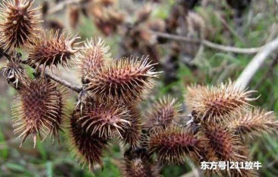 曾是农民痛恨的害草，农村娃拿它当玩具，如今一斤18元很稀罕