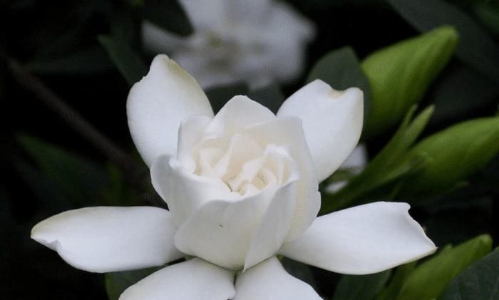  养殖栀子花■想把栀子花养好，要注意以下几点哦