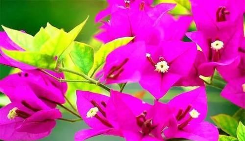 『花开』三角梅不开花?教你“3个笨办法”,一年花开10个月,轻松爆满盆