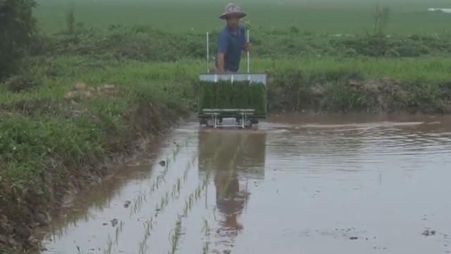 小伙发明“背式”插秧机，一个小时插秧2亩地，成本200元