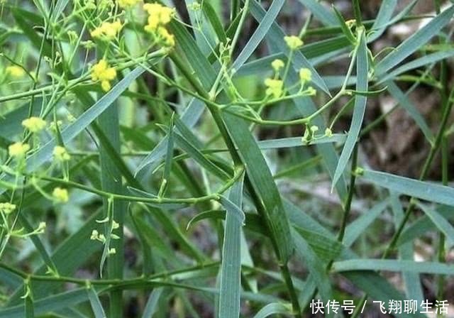  变高■不起眼的“1种野草”，人称“柴胡”，采挖后晾干，价值变高！