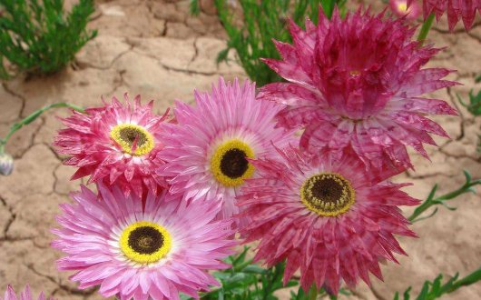  矮小■喜欢菊花？不如养一盆“莱雅菊”，花朵精致，植株矮小适合盆栽养