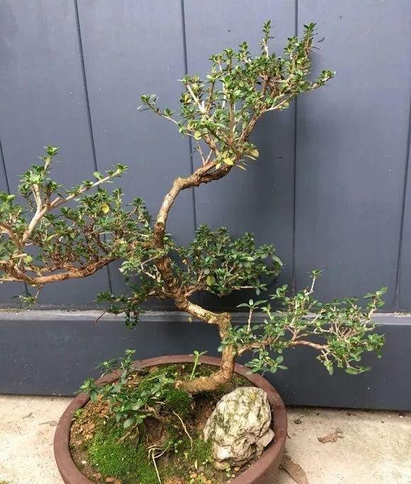 这些好养又不贵的小盆景，你喜欢吗