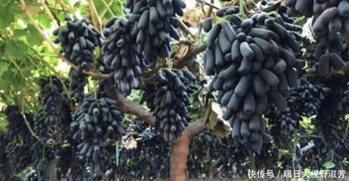 此树热不死，浇水就疯长，阳台种2棵，明年结果拖拉机运不完