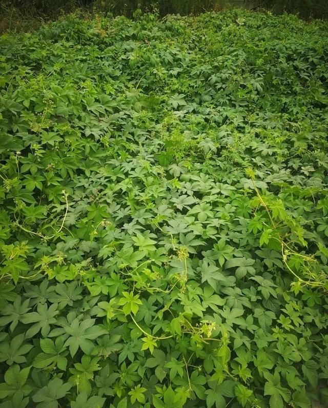  [黄花酢浆草]花盆里长出蘑菇，马上拔干净，否则就是大祸害！