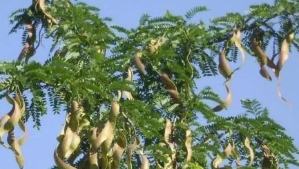 农村一种树身上长满刺，其果实营养价值高，城里广泛受到追捧