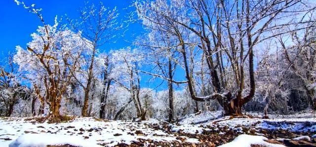 古诗配雪景，最美冬天就在黑竹沟！