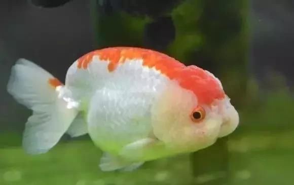  #鱼缸#“养鱼狂魔”家有20个鱼缸，让我们看看都养了什么鱼？膜拜大神吧
