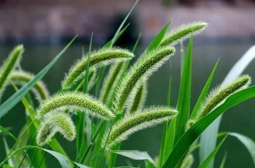  『蔬菜』农村玉米地一害草，农民曾经用它煮水来“杀虫”，你认识吗？