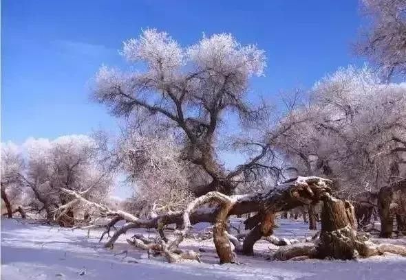 雪后的中国胡杨林，才是真正美爆了!