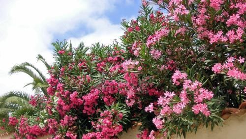  症状|这些花均有剧毒，碰见最好远离，不然结果承担不起！