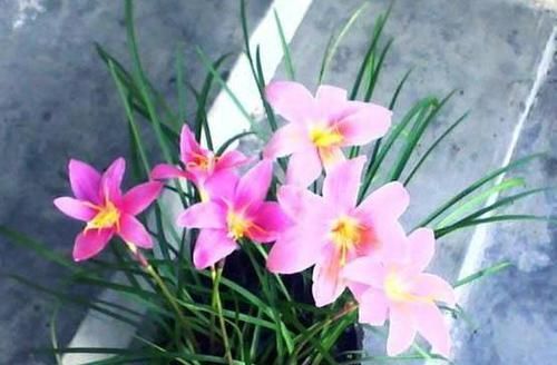 『植物』4种植物,容易'爆'崽子,掰下来'见'土就活,你家有吗?