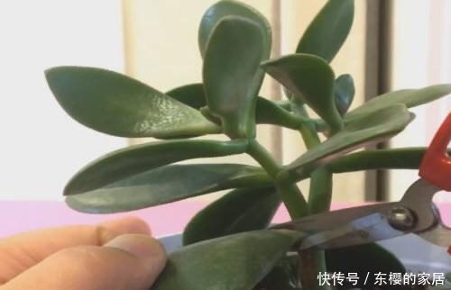 「树状」玉树盆栽怎么修剪?1个方法,枝叶旺造型美,变树状漂亮老桩