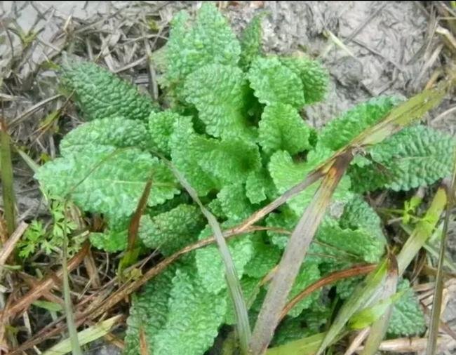 农村野草，被称为北虫草 长到地里是大麻烦，却买到了15一斤。