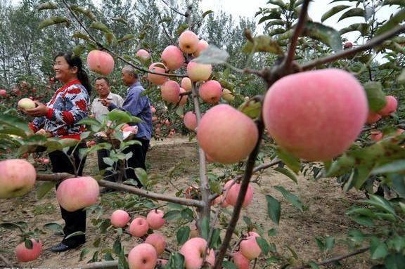 瘦身瘦肚腩最快食物排行榜，每天吃一个月瘦十斤没问题