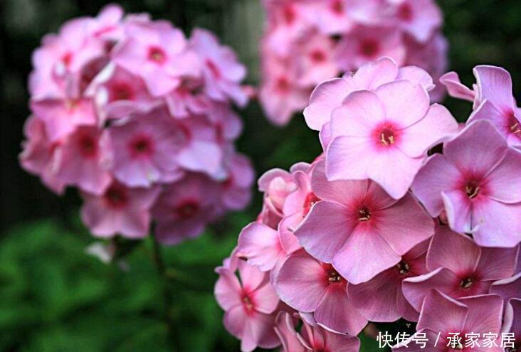 『常见』3种花不常见,但好管理,开花多,养在阳台很合适