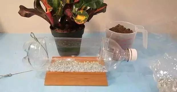 「番茄」春天来了,用塑料瓶种菜,自给自足,每个人都可以学会!