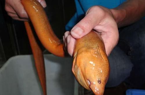 「更肥」为什么河岸边石头缝里钓到的黄鳝更肥更大?老头给了我答案